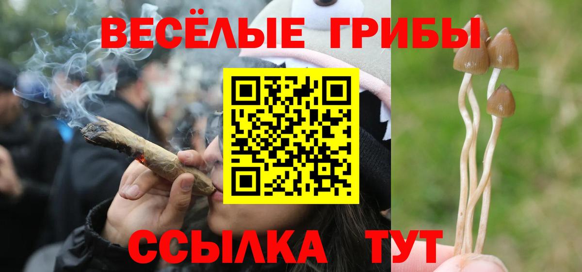 Псилоцибиновые грибы Psilocybine cubensis  Вход с VPN  Тара 